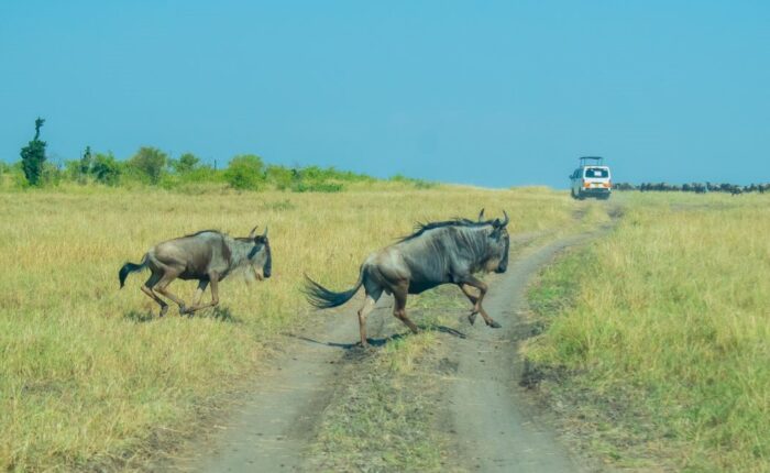 12 Days Kenya Wildlife Safari