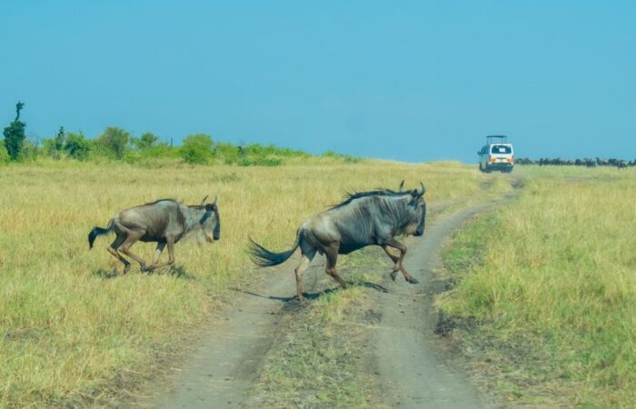 12 Days Kenya Wildlife Safari
