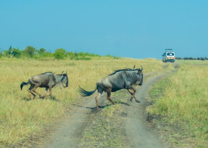 12 Days Kenya Wildlife Safari