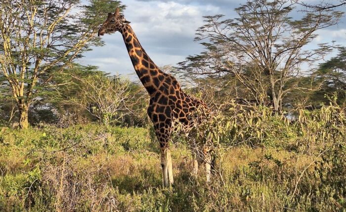 7 Days Spirit of Kenya Safari