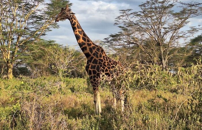 7 Days Spirit of Kenya Safari