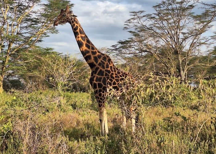 7 Days Spirit of Kenya Safari