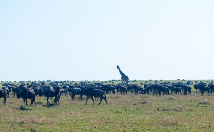 9 Days Kenya Roaring Safari