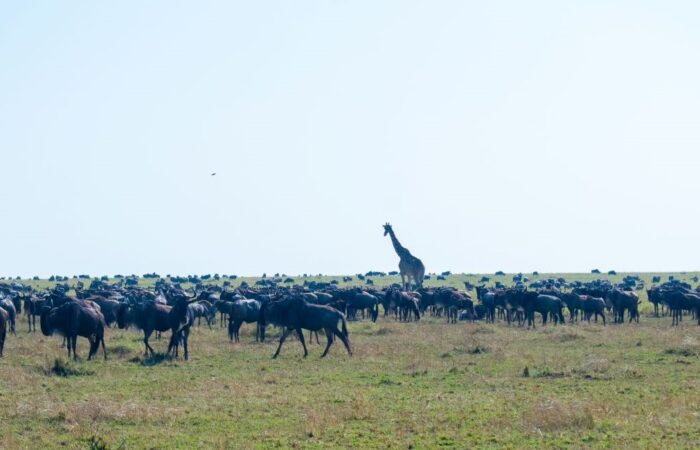 9 Days Kenya Roaring Safari