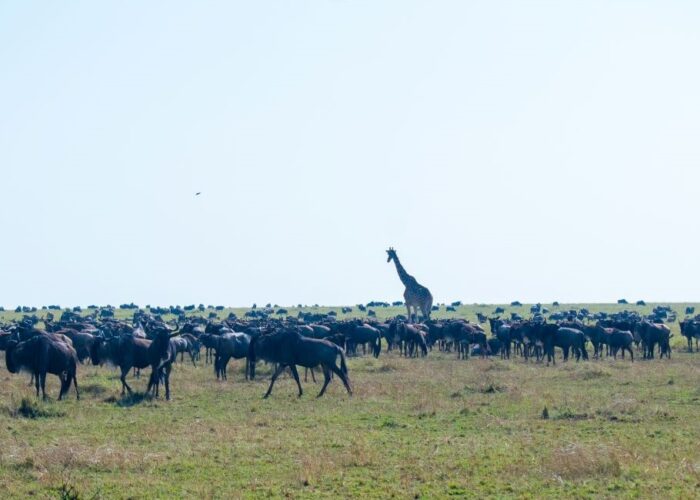 9 Days Kenya Roaring Safari