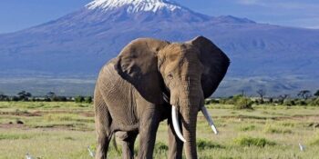 Amboseli National Park