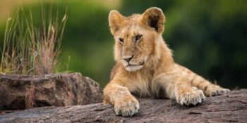 Masai Mara Lion