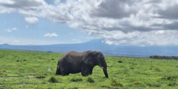 5 Days Elephant Footsteps Kenya Safari