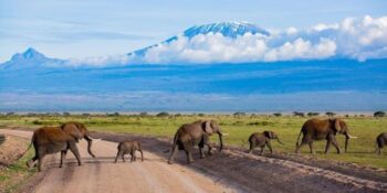 3 Days Amboseli Easter Group Joining Safari