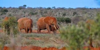 3 Days Tsavo Easter Group Joining Safari