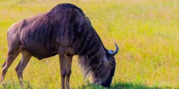 Masai Mara Wildebeest