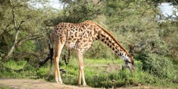 10 Days Highlights of Kenya & Tanzania Safari