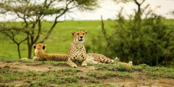 12 Days Spirit of Kenya & Tanzania Safari