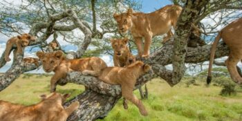 13 Days Best of Kenya & Tanzania Safari