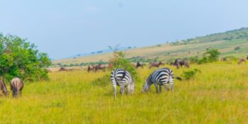 14 Days Kenya Wildlife Safari