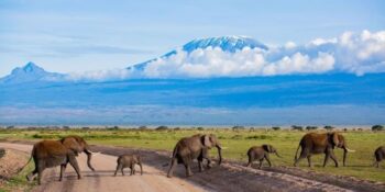 2 Days Amboseli Kenya Safari