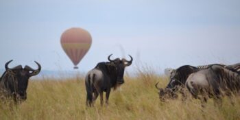 4 Days Masai Mara Kenya Safari