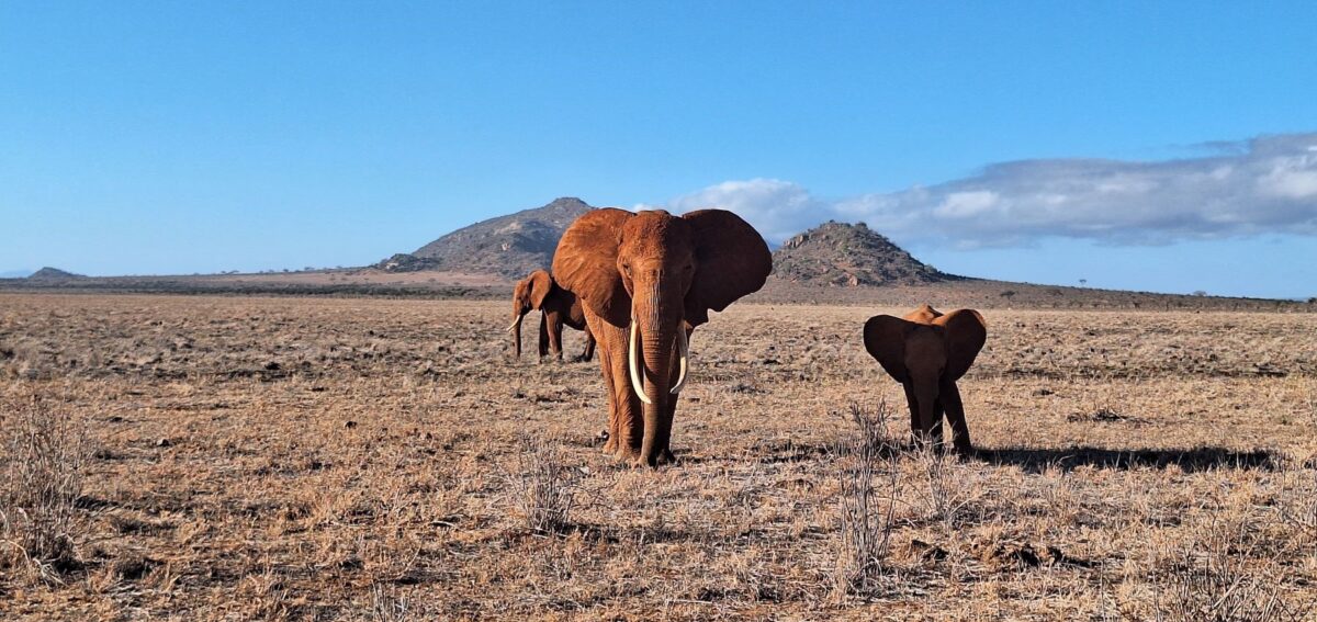 Tsavo East & West Kenya