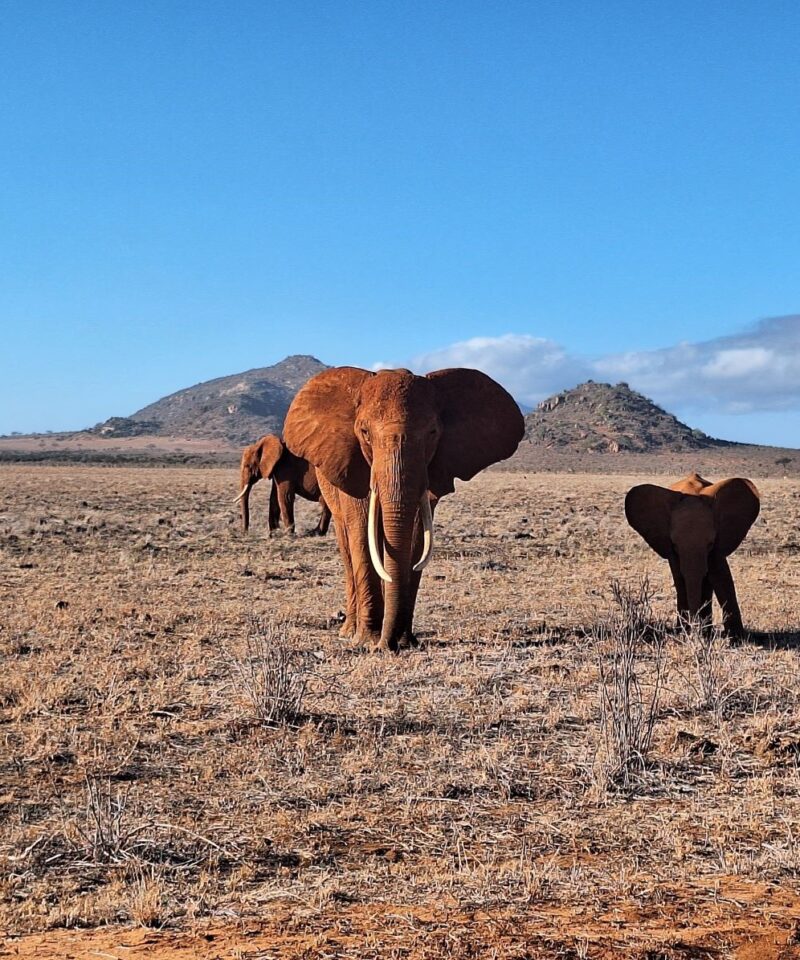 Tsavo East & West Kenya