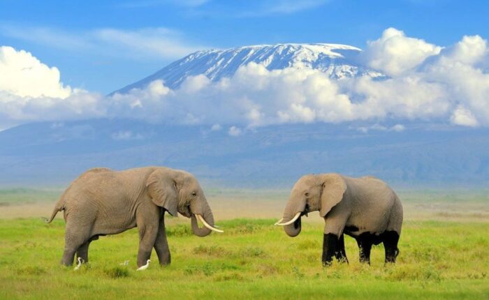 3 Days Amboseli Kenya Safari