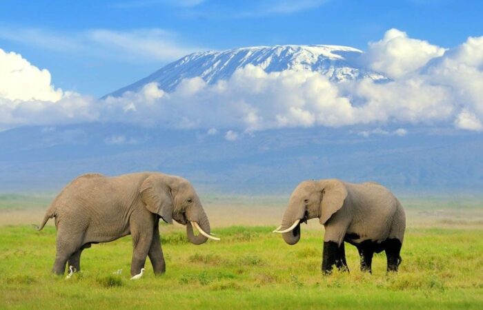 3 Days Amboseli Kenya Safari