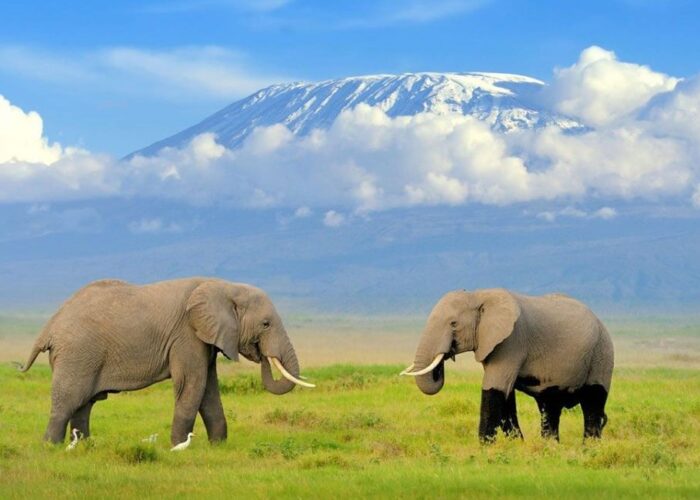 3 Days Amboseli Kenya Safari