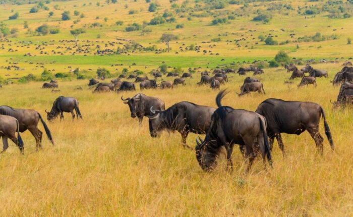 5 Days Taste of Kenya Safari