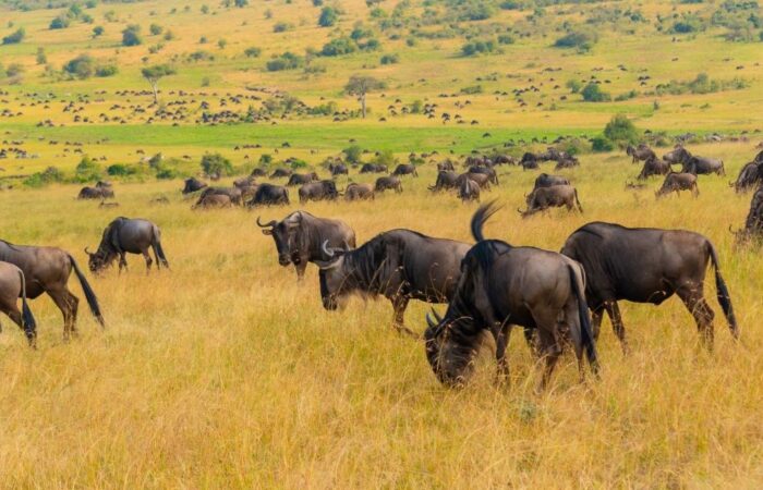 5 Days Taste of Kenya Safari