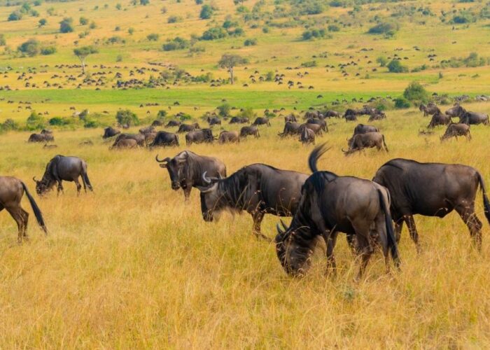 5 Days Taste of Kenya Safari