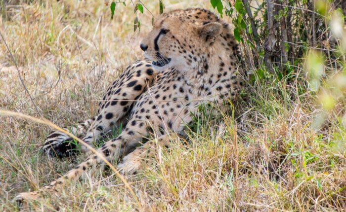 10 Days Kenya & Tanzania Classic Safari