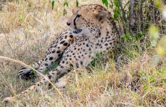 10 Days Kenya & Tanzania Classic Safari