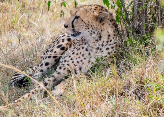 10 Days Kenya & Tanzania Classic Safari