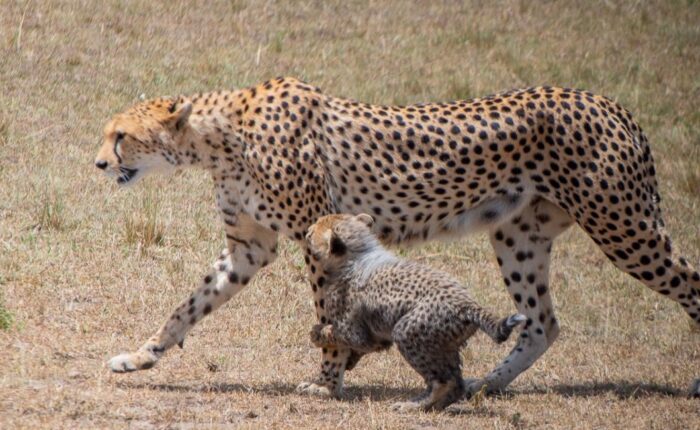 12 Days Best of Kenya & Tanzania Safari