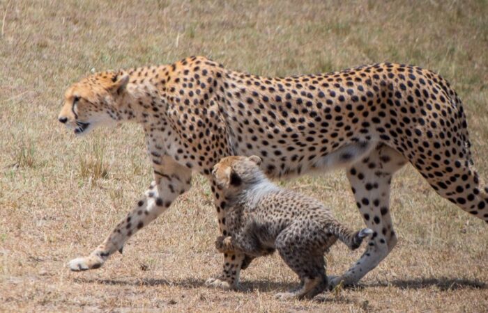 12 Days Best of Kenya & Tanzania Safari