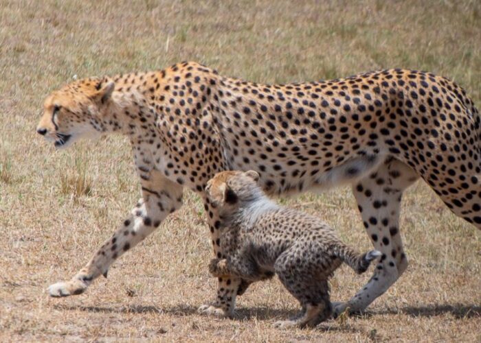 12 Days Best of Kenya & Tanzania Safari