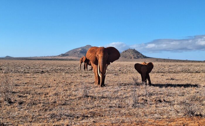 13 Days Big Kenya Safari