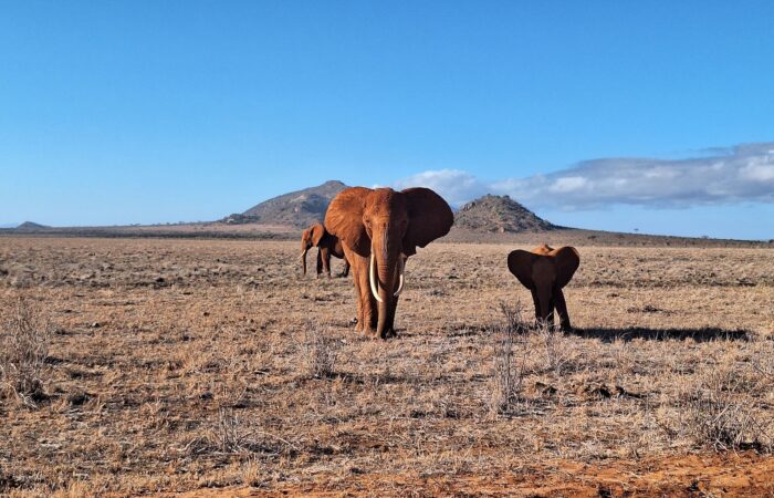 13 Days Big Kenya Safari