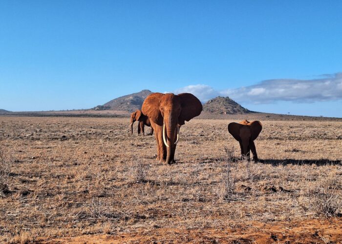 13 Days Big Kenya Safari