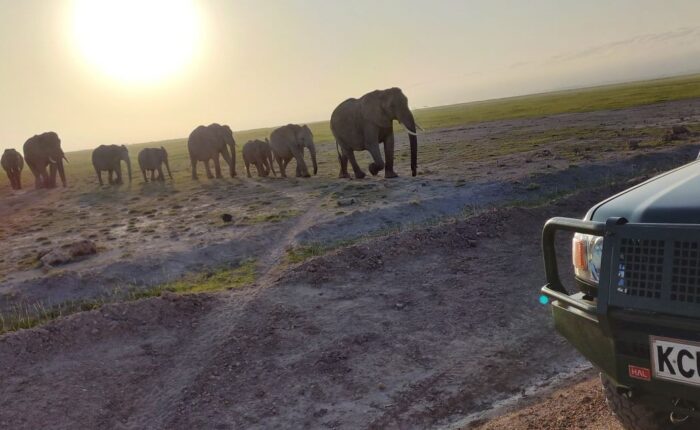2 Days Amboseli Kenya Safari