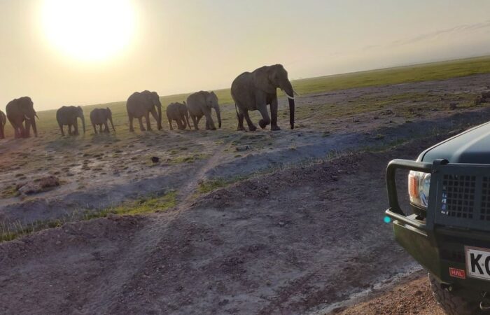 2 Days Amboseli Kenya Safari