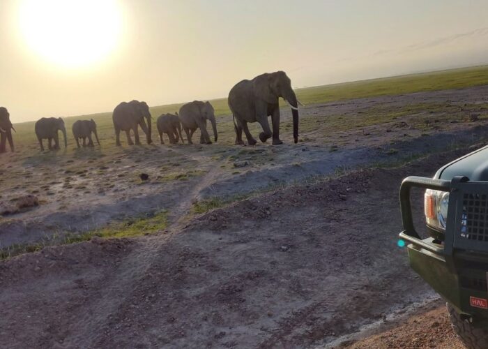 2 Days Amboseli Kenya Safari