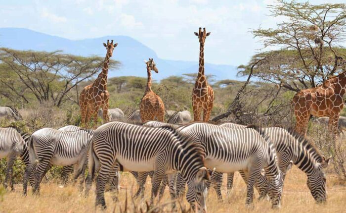 3 Days Samburu Kenya Safari