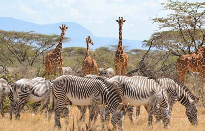 3 Days Samburu Kenya Safari