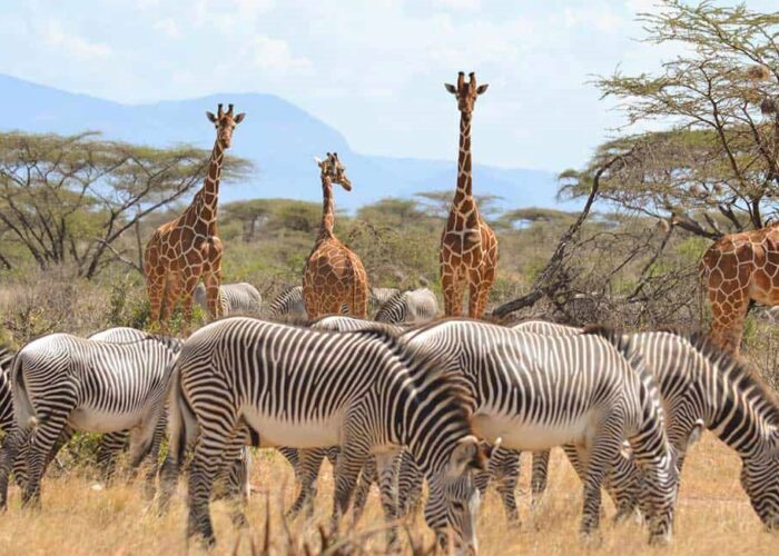 3 Days Samburu Kenya Safari