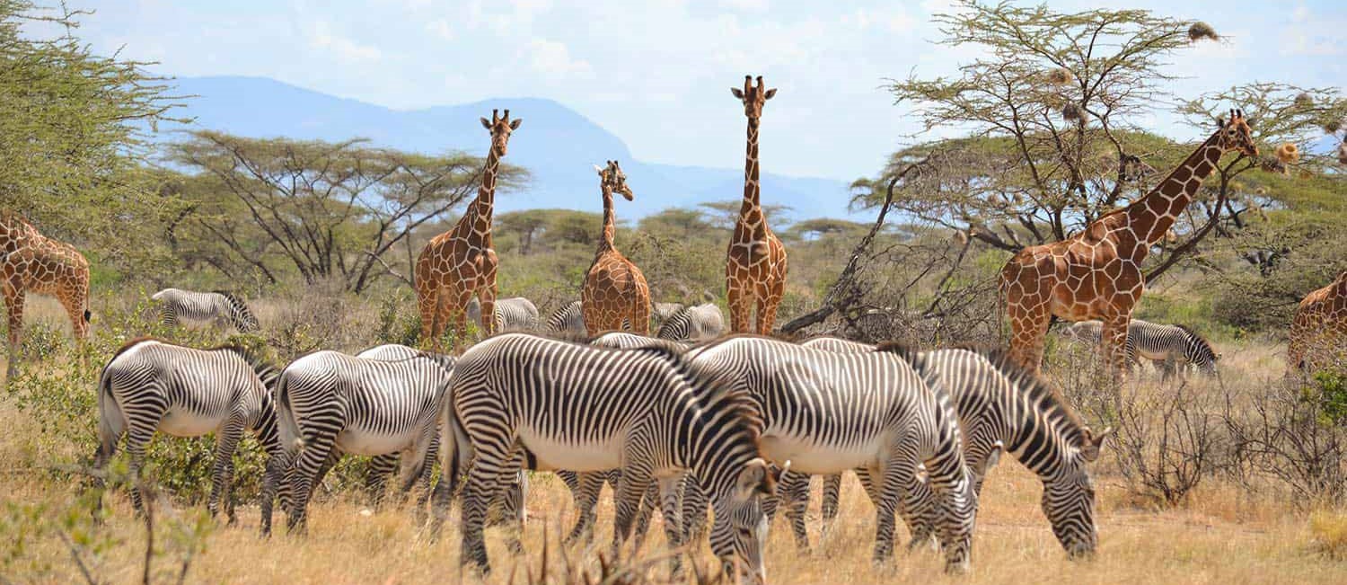 3 Days Samburu Kenya Safari