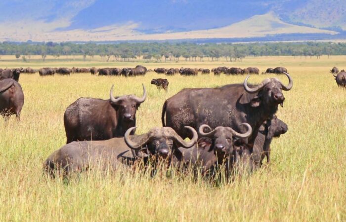 4 Days Express Tanzania Safari