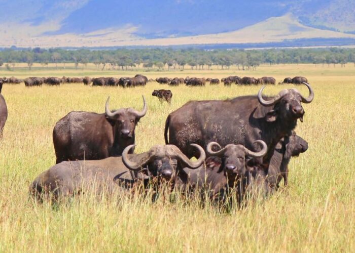 4 Days Express Tanzania Safari