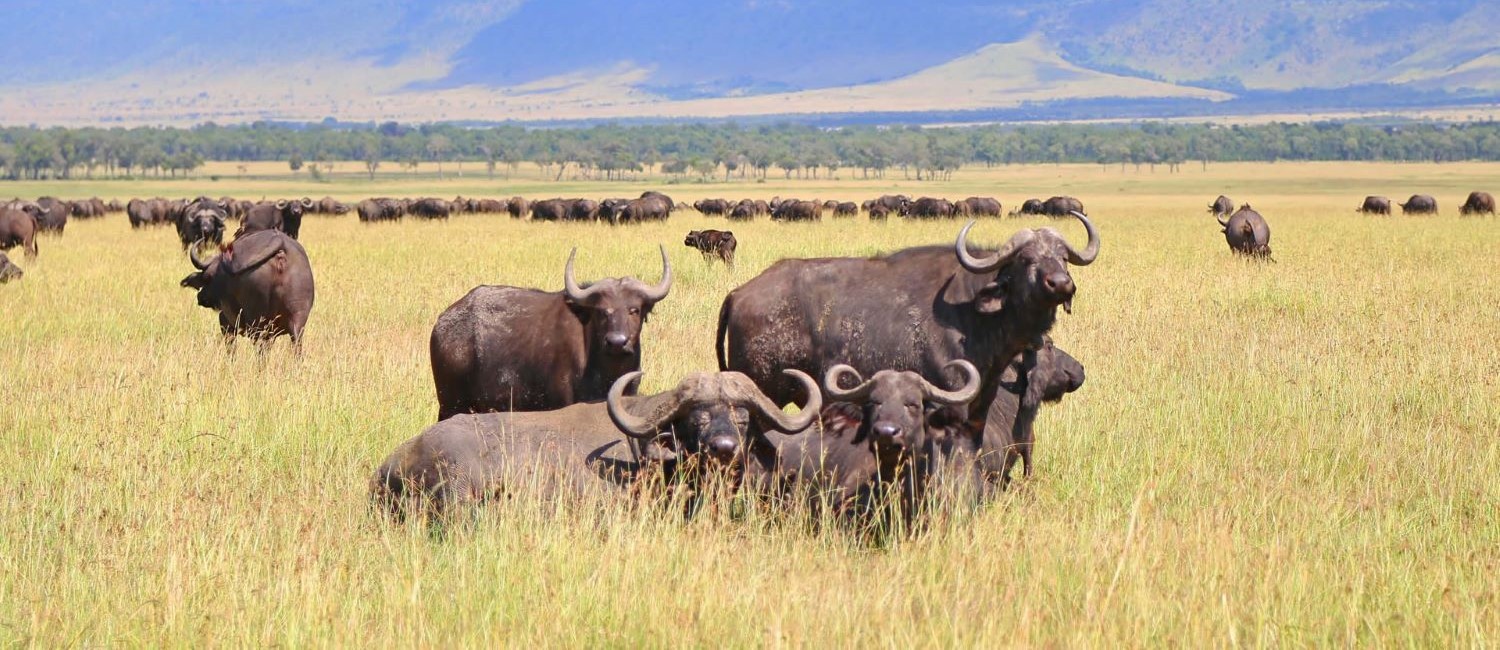 4 Days Express Tanzania Safari