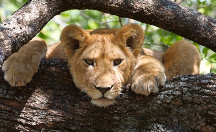 5 Days Tanzania Highlights Safari