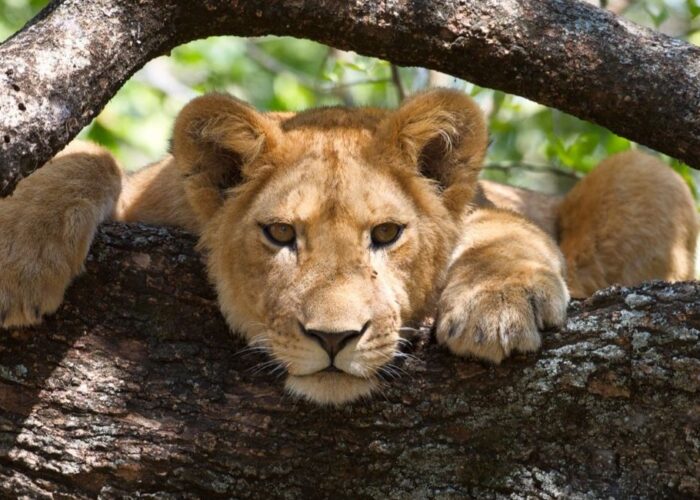 5 Days Tanzania Highlights Safari